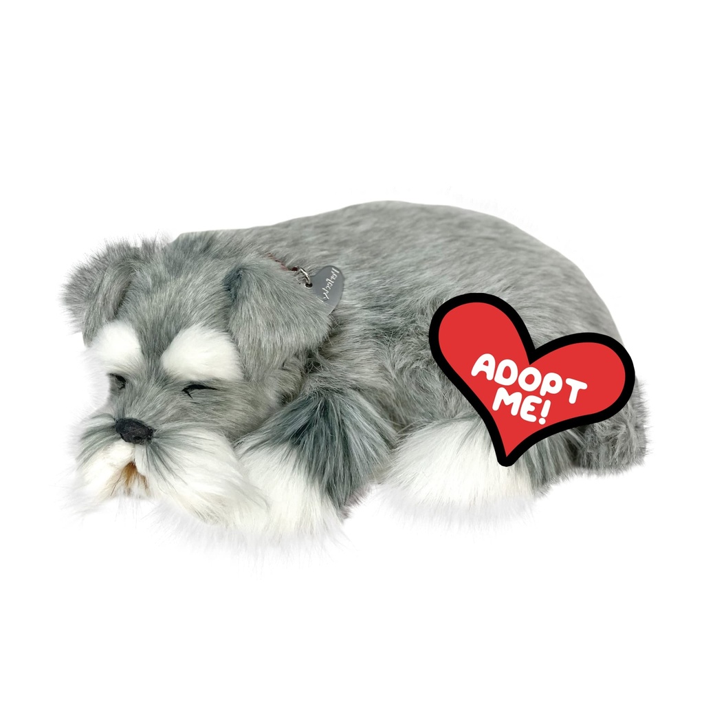 Precious Petzzz - Schnauzer